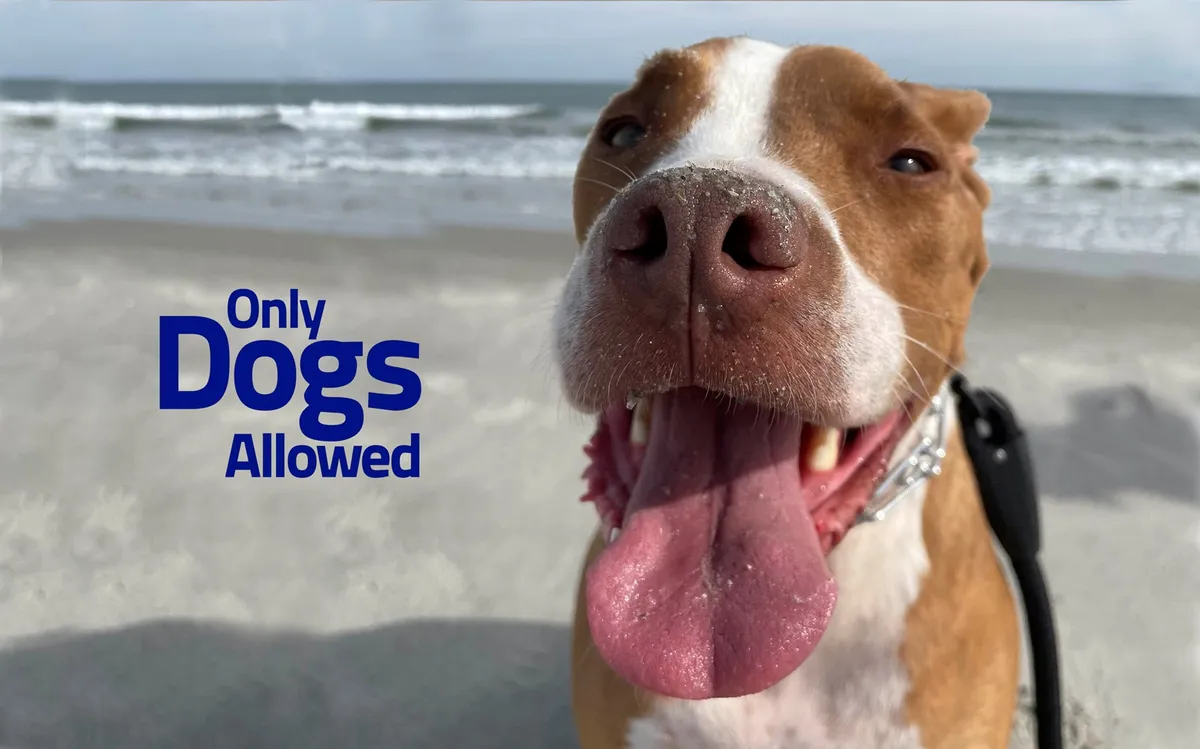 A joyful dog with the ocean waves and sandy beach in the background, capturing a playful, pet-friendly beach outing. The dog's happy expression and the scenic coastal setting evoke carefree fun for both families and furry companions.